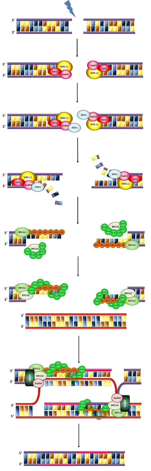 Figura 6, resumen esquemático del mecanismo de reparación por recombinación homóloga de las roturas dobles de cadena de ADN.