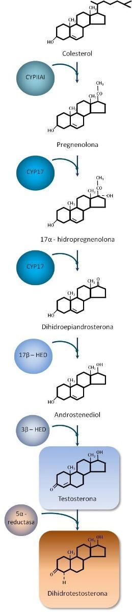 cual ha demostrado ser muy activo en el tratamiento del CaP mediante el bloqueo específico de esta enzima (Yang 2011).