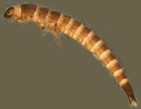 Elmidae (larva