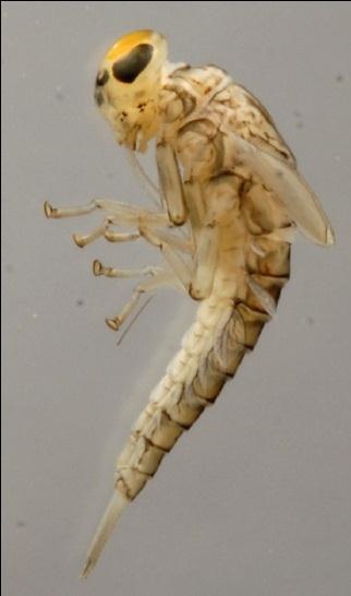 Fotografía 14: F. Baetidae Fotografía 15: F. Hydropsychidae 3.4. CALIDAD DE AGUAS RESIDUALES ENTUBADAS Los resultados de la muestra de agua compuesta enviada al laboratorio es observan en la Tabla 8.