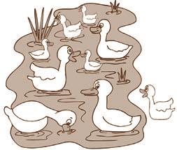 Susana observó una familia de patos que estaba en la laguna. a. Había 8 patos nadando en la laguna y 1 pato en la orilla.