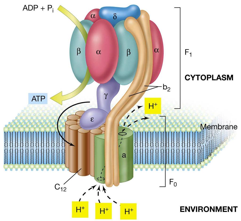 Fosforilació oxidativa En les membranes de la mitocondria, el complexe ATP-sintetasa catalitza la unió entre el fosfat inorgànic i l ADP.