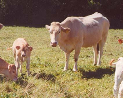 2 FERTILIDAD Y REPRODUCCIÓN El objetivo principal de la producción bovina cárnica es la obtención de una cría por vaca al año.