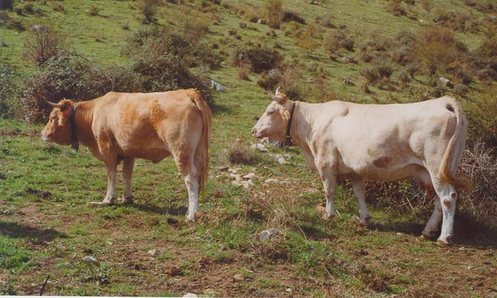 Selección en explotaciones de vacuno de carne 5 RUSTICIDAD Se define como capacidad que tienen los animales para sobrevivir en condiciones extremas (medioambientales, alimenticias, etc).