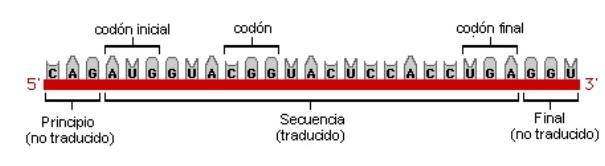 El código Genético y el ARNm El ARNm, especifica el número de aminoácidos de
