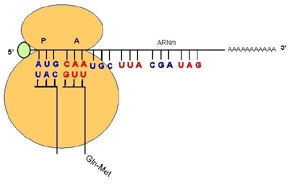 Etapas de la Síntesis de Proteínas Elongación El segundo codón, CAA, queda en el sitio A del ribosoma. La elongación comienza cuando se inicia la lectura del resto de los codones.