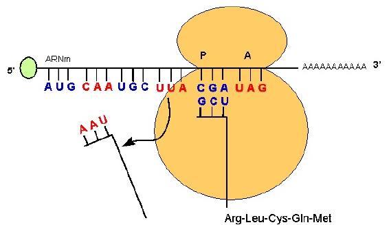 Etapas de la Síntesis de Proteínas Termino El codón UGA es