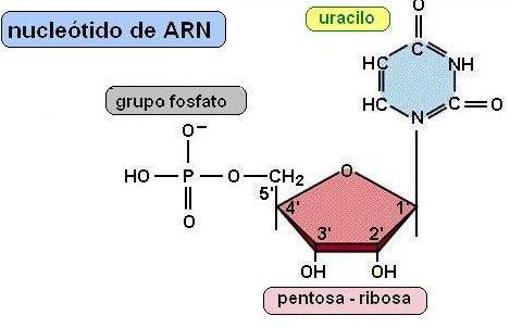 Sus nucleótidos presentan: Azúcar RIBOSA, como