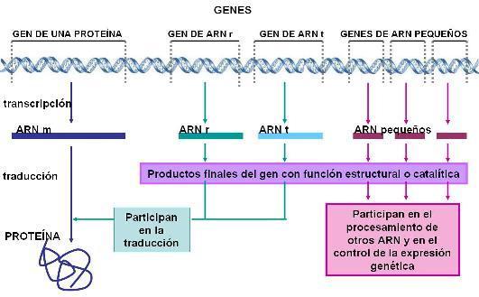 Transcripción del ARN Todas las