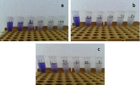 Figura 4. Resultados visuales de las cinéticas de decoloración de cristal violeta por C.freundii. a) Temperatura 30 C, b) Temperatura 35 C, c) Temperatura 40 C. 4. CONCLUSIONES.