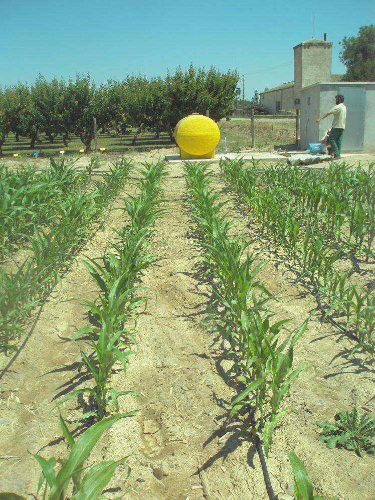 LIFE ARIMEDA: Definición ensayos Cultivo maíz: muy extendido en los regadíos de Aragón y Lombardia altas necesidades de N