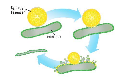Propiedades de REGANO Regano tiene 3 propiedades claves: Anti-microbiana: La tecnologia Synergy Essence de Regano eficiente bactericida por contacto.
