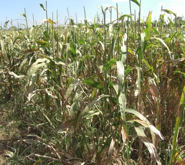 objetivos de producción: grano de sorgo más consumido y rastrojo más necesario en época de verano Cambio: Función