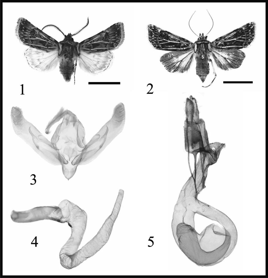 SAN BLAS, G. y M. O. GENTILI. Nueva especie del género Agrotis 95 Figs. 1-5. Agrotis leucovenata sp. nov.