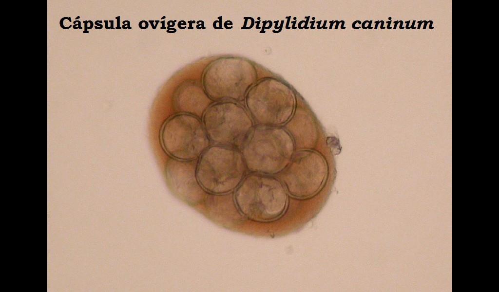 Los huevos que contiene son comidos por larvas de pulgas y cuando las pulgas adultas llegan al perro o al gato, la temperatura permite el desarrollo del embrión