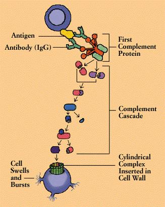 Complemento Sistema Enzimático presente en suero Integrado por más de 20 proteínas Se activan en cascada Conduce a la lisis de la célula sobre la que