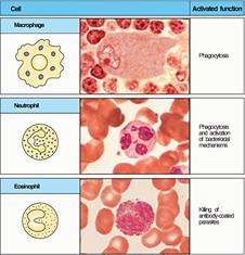 Componentes celulares de la RI Innata Célula Función Célula Función Macrófago Basófilo