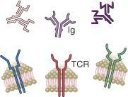 Distribución de receptores Discriminación entre lo propio y lo ajeno No es clonal; receptores idénticos en todas las células de la misma línea Sí; las células del anfitrión no se