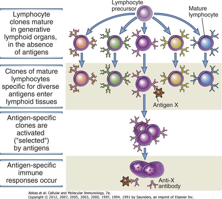 Inmunidad Adaptativa Selección Clonal Clones de linfocitos maduran en órganos linfoides en ausencia de antígeno Precursor Linfoide Linfocito Maduro Clones de linfocitos maduros, específicos