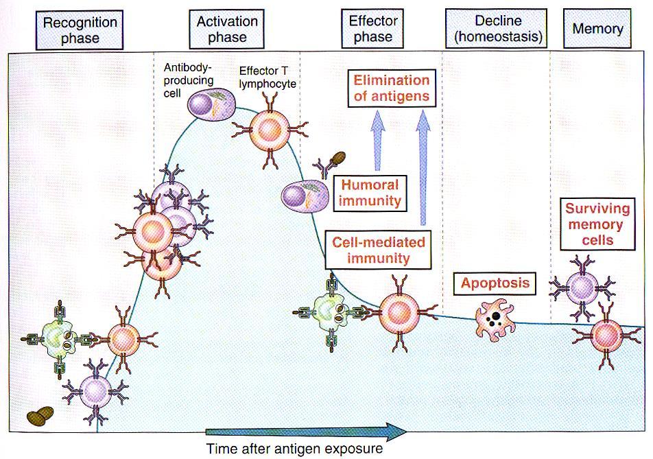 Fases de la Respuesta Inmunitaria Reconocimiento Activación Efectora Disminución Memoria Célula productora de Ac Linfocito T
