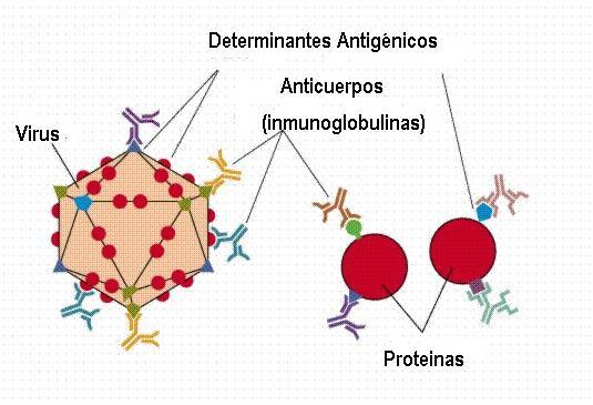 Los agentes capaces de estimular a las células del sistema inmune se denominan ANTÍGENOS