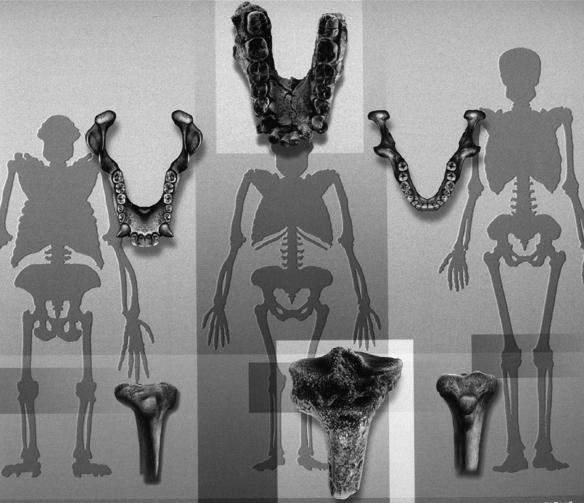Australopithecus anamensis: el australopiteco del lago. Kanapoi y Alia Bay. Cerca del lago Turkana, en Kenia. Pan A.