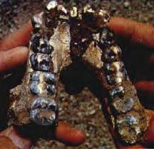 Los 9 fósiles de Kanapoi y 12 de Allia Bay consisten en mandíbulas, y otros fragmentos de craneo, y huesos de la pierna izquierda (tibia).