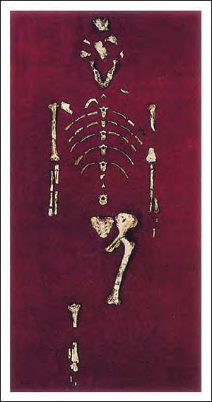 Australopithecus afarensis (Lucy): uno de los homínidos más famosos.