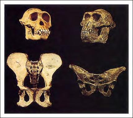 cráneo parecidos al chimpancé, con pelvis diferentes chimpancé A.