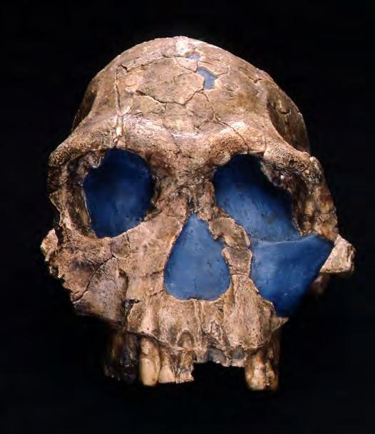 Homo habilis / Homo rudolfensis Cráneo redondeado Cavidad torácica cilíndrica, en vez de cónica como australopitecinos Capacidad cerebral entre los 510 y los 600 cm 3 Ausencia de diastema en la