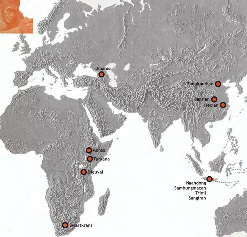 Homo ergaster y/o sus descendientes colonizaron África, Asia y Europa