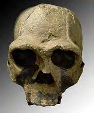 000 años en Asia, por tanto convivieron con Homo sapiens Homo georgicus