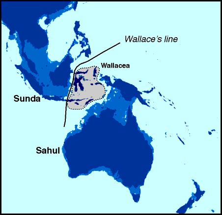Homo Bloresiensis y la línea de Wallace La línea de Wallace es un límite biogeográfico entre Asia y Australia. Debe su nombre al naturista y geógrafo inglés Alfred Russell Wallace.