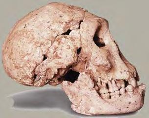 Homo cepranensis 0,8-1,4