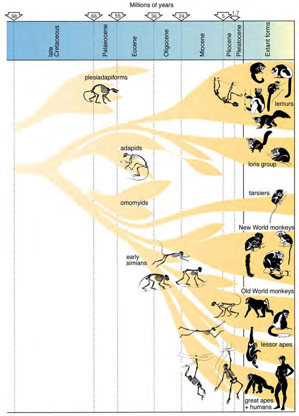 Formas Actuales Pleistoceno Plioceno Mioceno Oligoceno Eoceno Paleoceno Cretácico Superior Presimios Prosimios Estrepsirinos nariz húmeda simios Haplorinos nariz seca PlaRrrinos nariz ancha
