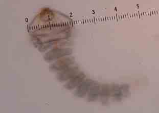 Larva de L.