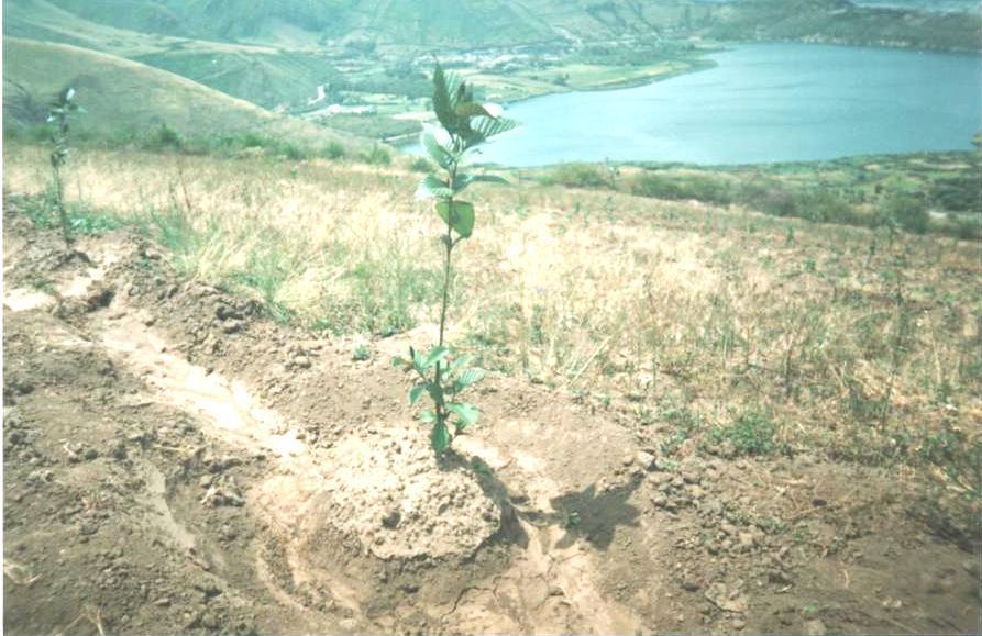 Objetivo general OBJETIVOS Evaluar el crecimiento inicial del aliso en plantación sola, y asociado con fréjol; arveja; con y sin fertilizante.