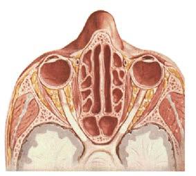 Drenaje: Conducto fronto-nasal infundíbulo, hiato semilunar meato medio.