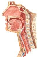 3 regiones: Superior (Rinofaringe) De la base del cráneo al velo del paladar Media (Orofaringe