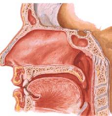 mucosa de: Naso-faringe, Senos paranasales, Saco lacrimal y Conjuntiva.