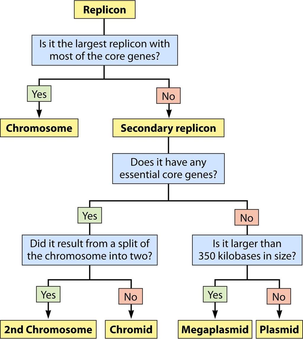 Decision chart for the classification of bacterial replicons. George C.
