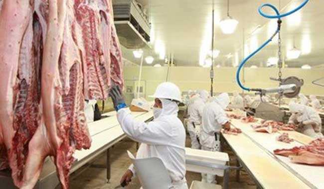 GANADO PORCINO Región del Biobío: Beneficio y Producción de Carne en Vara de ganado Porcino, Periodo 2010-2014. Beneficio (N de cabezas) Carne en Vara (toneladas) 2010 38.338 13,4 2.977 15,5 2011 41.