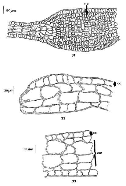 52 Mendoza-González y Mateo-Cid cm. de ancho y 2.5-9.0 cm. de longitud. Filoides coriáceos; los ápices están hundidos (Fig. 39) y los márgenes son ondulados o irregularmente crenulados (Fig.