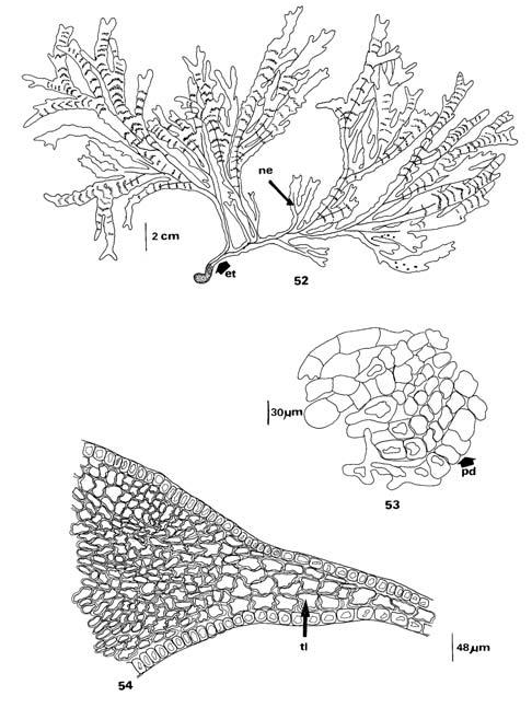 Dictyopteris en las costas de México 55 Ulva polypodiodes De Candolle in Lamarck & A. P. De Candolle, 1805:15. Dictyopteris polypodioides (De Candolle) J.V. Lamouroux, 1809:332.