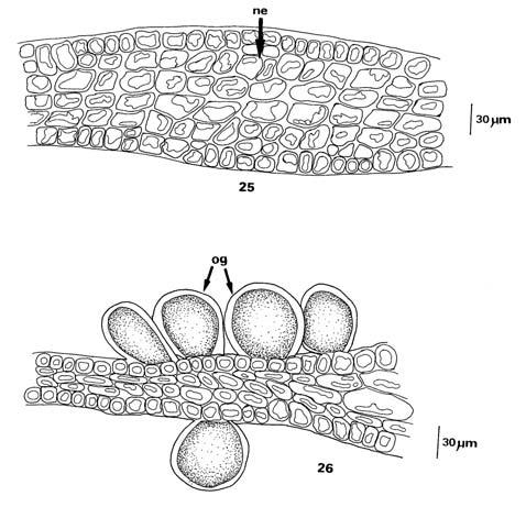 Dictyopteris en las costas de México 51 hay células estériles alargadas (Fig. 34).