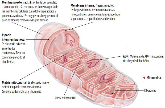 Qué otras células del cuerpo crees tú que presentan una alta concentración de mitocondrias?, por qué? Al igual que los cloroplastos, poseen doble membrana, ADN y otras moléculas y ribosomas.