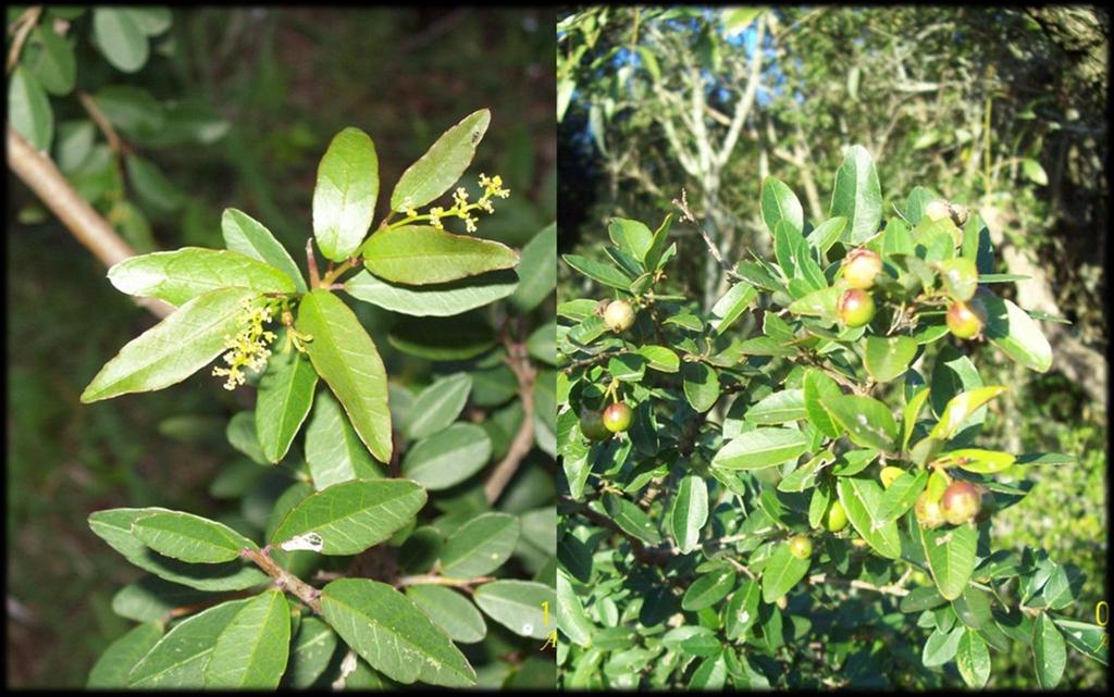 Euphorbiaceae: Sebastiana
