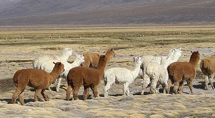 Impacto Económico Perú concentra el 80% de la oferta en el mercado mundial de fibra de alpaca.
