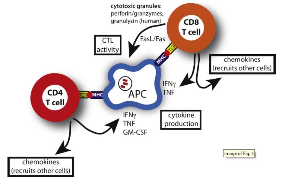 polarizacion Th1 cells y produccion de IFNγ, TNFα e IL2 La celulas T CD8 al sensar la presencia del
