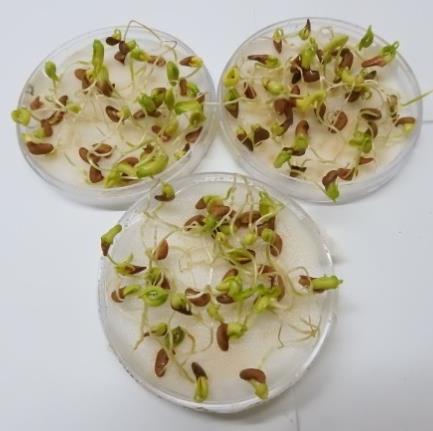 Las semillas que germinan se cuentan como viables (De los Santos Rodríguez, 2015). Procedimiento de la prueba de germinación: 1.